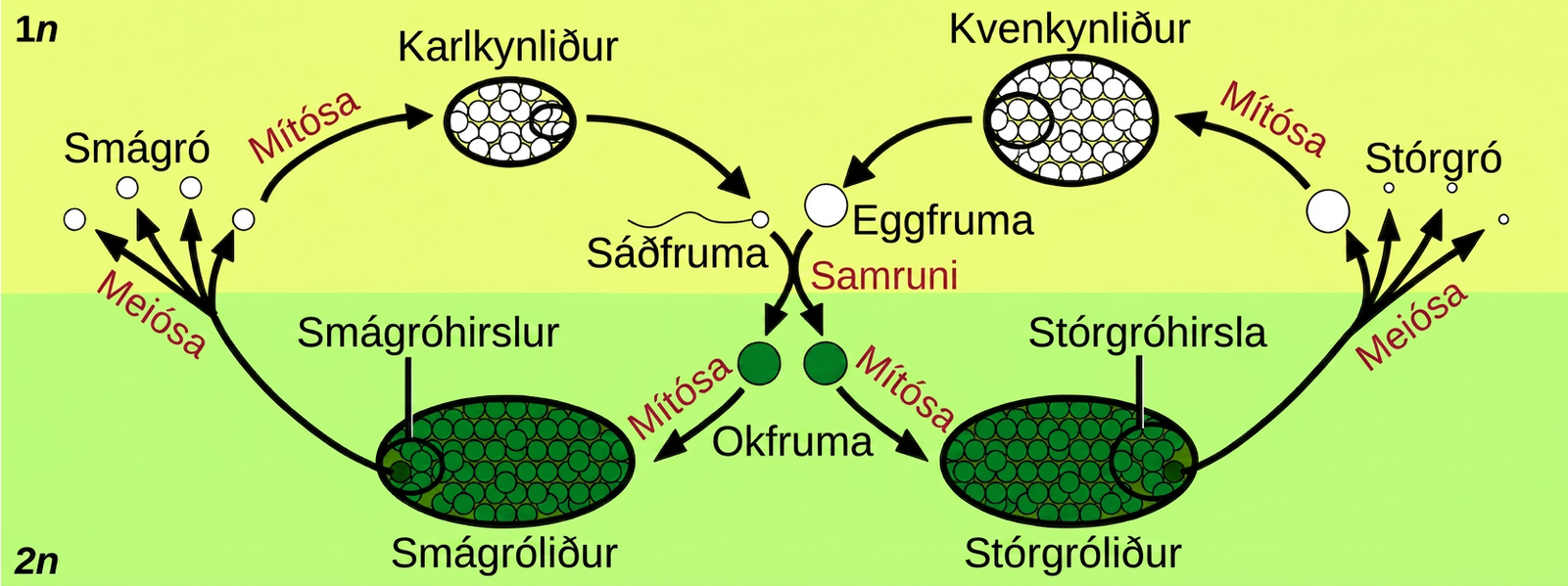 Illustration shows the life cycle of angiosperms, which includes a microgametophyte stage and a megagametophyte stage. The life cycle begins with the fusion of egg and sperm to form a zygote. The zygote undergoes mitosis, resulting in a male microsporophyte or a female megasporophyte. The microsporophyte has a cluster of cells called a microsporangium, and the megasporophyte has a cluster of cells called a megasporangium. Through meiosis, the microsporangium forms microspores, and the megasporangium forms megaspores. Both microspores and megaspores undergo mitosis, forming the microgametophyte and megagametophyte, respectively. Within the microgametophyte, the fusion of egg and sperm completes the cycle.