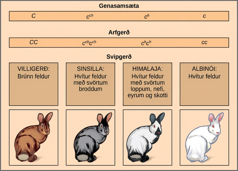 This illustration shows the four different variants for coat color in rabbits at the c allele. The genotype upper case C upper case C produces the wild type phenotype, which is brown. The genotype lower case c superscript c h baseline lower case c superscript c h baseline produces the chinchilla phenotype, which is black-tipped white fur. The genotype lower case c superscript h baseline, lower case c superscript h baseline, produces the Himalayan phenotype, which is white on the body and black on the extremities. The genotype lower case c lower case c produces the recessive phenotype, which is white.