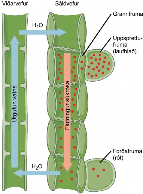 Illustration shows the transpiration of water up the tubes of the xylem from a root sink cell. At the same time, sucrose is translocated down the phloem to the root sink cell from a leaf source cell. The sucrose concentration is high in the source cell, and gradually decreases from the source to the root.