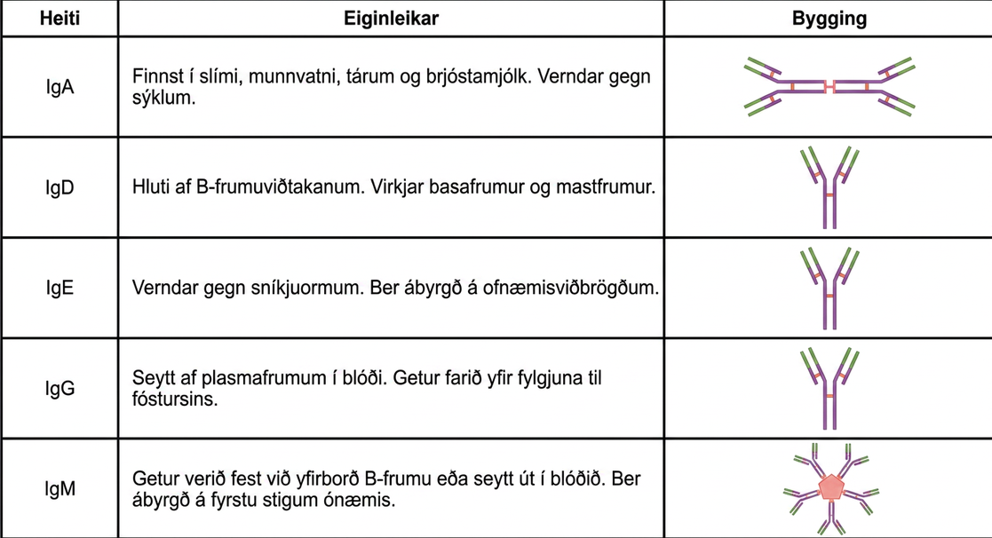 Table shows the structure and function of the five types of immunoglobulins: upper case I lower case g upper case A, and upper I lower g upper D, and upper I lower g upper E, and upper I lower g upper G and upper I lower g upper M. I g D, and I g E and I g G all have a Y shaped structure. I g D is part of the B cell receptor, and activates basophils and mast cells. I g E protects against parasitic worms, and is responsible for allergic reactions. I g G is secreted by plasma cells in the blood, and is able to cross the placenta into the fetus. I g A consist of two Y shaped structures connected at their trunk. It is found in mucous, saliva, tears and breast milk, and protects against pathogens. I g M consists of five Y shaped structures connected to a pentagram, with the top of the Ys facing out. It may be attached to the surface of B cells or secreted in the blood, and is responsible for the early stages of immunity.