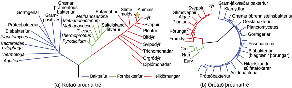 The phylogenetic tree in part a is rooted and resembles a living tree, with a common ancestor indicated as the base of the trunk. Two branches form from the trunk. The left branch leads to the domain Bacteria. The right branch branches again, giving rise to Archaea and Eukarya. Smaller branches within each domain indicate the groups present in that domain. The phylogenetic tree in part B is unrooted. It does not resemble a living tree; rather, groups of organisms within the Archaea, Eukarya, and Bacteria domains are arranged in a circle. Lines connect the groups within each domain. The groups within Archaea and Eukarya are then connected together. A line from the Archaea/ Eukarya domains, and another from the Bacteria meet in the center of the circle. There is no root, and therefore no indication of which domain arose first.