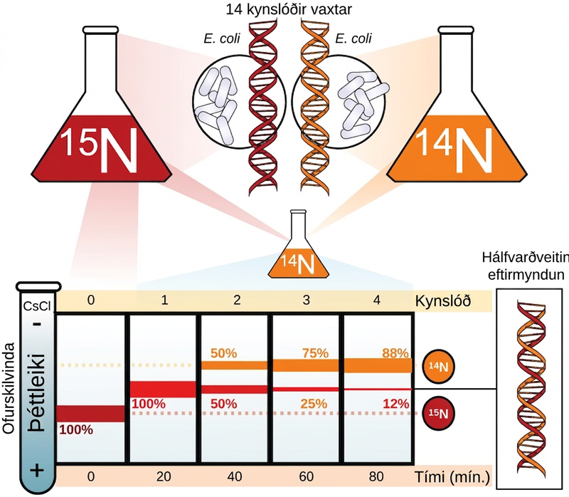 Illustration shows an experiment in which E coli was grown initially in media containing superscript 15 baseline upper case N nucleotides. When the D N A was extracted and run in an ultracentrifuge, a band of D N A appeared low in the tube. The culture was next placed in the superscript 14 baseline upper case N medium. After one generation, all of the D N A appeared in the middle of the tube, indicating that the D N A was a mixture of half superscript 14 baseline upper N and half superscript 15 baseline upper N, D N A. After two generations, half of the D N A appeared in the middle of the tube, and half appeared higher up, indicating that half the D N A contained 50% superscript 15 baseline upper N, and half contained superscript 14 baseline upper N only. In subsequent generations, more and more of the D N A appeared in the upper, superscript 14 baseline upper N band.