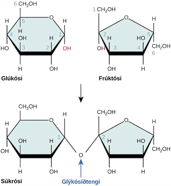 The formation of sucrose from glucose and fructose is shown. In sucrose, the number one carbon of the glucose ring is connected to the number two carbon of fructose via an oxygen.