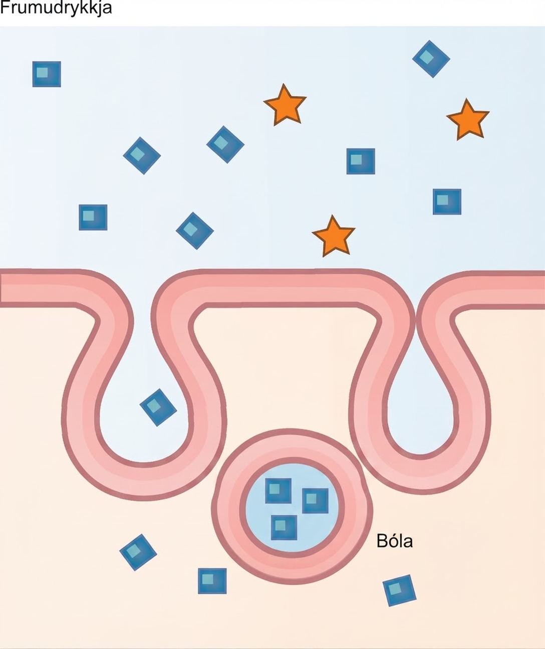 This illustration shows a plasma membrane forming a pocket around fluid in the extracellular fluid. The membrane subsequently engulfs the fluid, which becomes trapped in a vacuole.