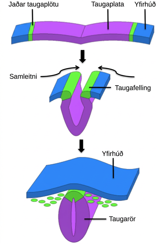 Illustration shows a flat sheet. The middle of the sheet is the neural plate, and the epidermis is at either end. The neural plate border separates the neural plate from the epidermis. During convergence the plate folds, bringing the neural folds together. The neural folds fuse, forming the neural plate into a neural tube. The epidermis separates and folds around the outside.
