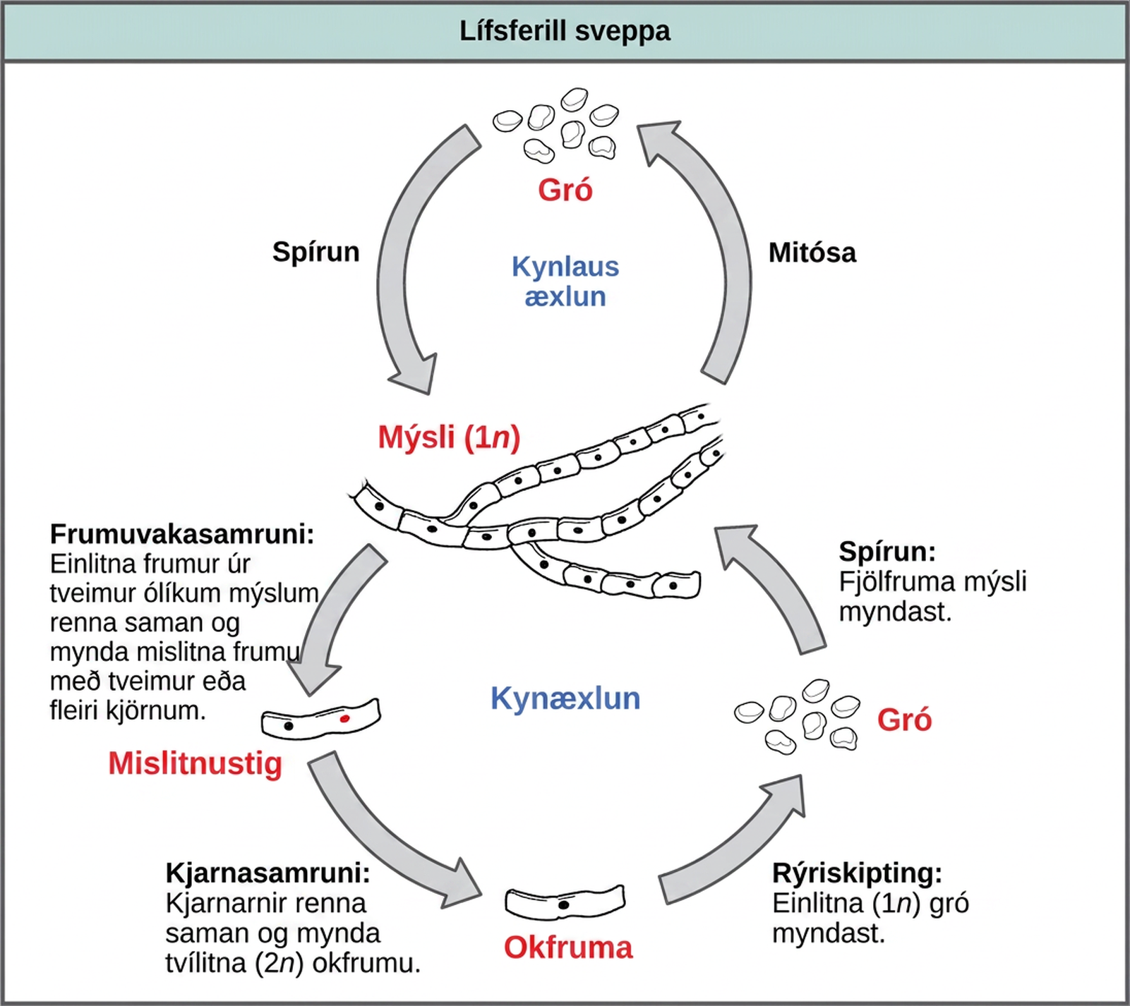 The asexual and sexual stages of reproduction of fungi are shown. In the asexual life cycle, a haploid (1n) mycelium undergoes mitosis to form spores. Germination of the spores results in the formation of more mycelia. In the sexual life cycle, the mycelium undergoes plasmogamy, a process in which haploid cells fuse to form a heterokaryon (a cell with two or more haploid nuclei). This is called the heterokaryotic stage. The dikaryotic cells (cells with two more more nuclei) undergo karyogamy, a process in which the nuclei fuse to form a diploid (2n) zygote. The zygote undergoes meiosis to form haploid (1n) spores. Germination of the spores results in the formation of a multicellular mycelium.
