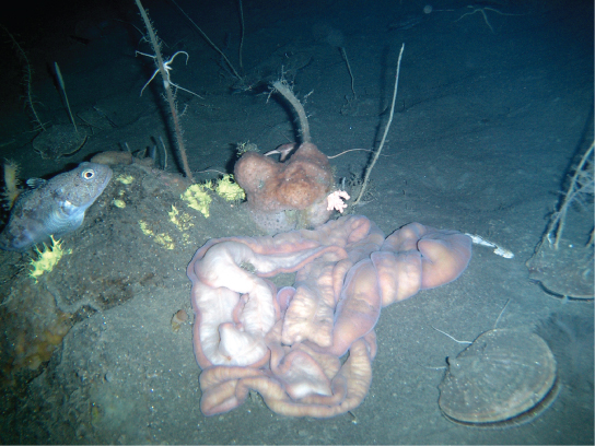 The photo shows a worm that resembles intestines, sitting on the muddy ocean floor. The worm is a long tubular creature whose body overlaps itself, and its surface appears to be twisted at parts.