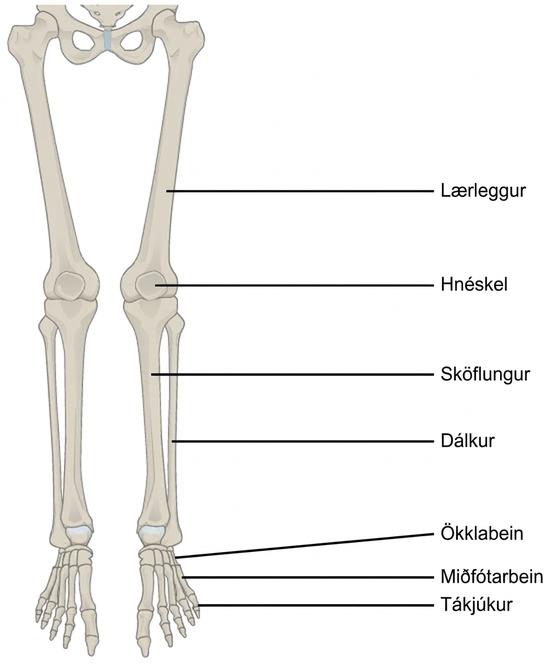 Illustration shows a leg. The bone of the upper leg is the femur. The tibia is the thicker, front bone of the lower leg, and the fibula is the rear bone. The tarsals are the bones of the ankle. The metatarsals are the bones of the foot, and the phalanges are the bones of the toes.