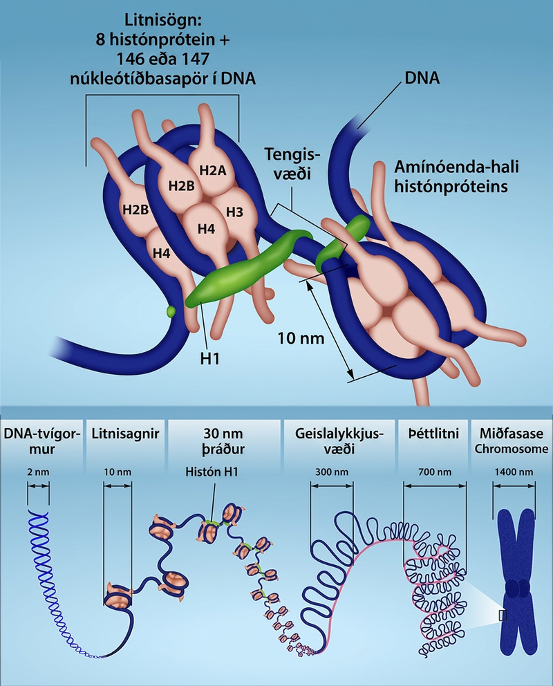 A detail of a nucleosome shows 8 Histone proteins and 146 or 147 Nucleotide Base pairs; they are connected by a linker region to the Amino tail of the histone protein. Then, several levels of magnification reveal details of DNA. A D N A double helix is about 2 nanometers wide. The double helix wraps around proteins called histones to form nucleosomes. The entire D N A molecule wraps around many histones, creating the appearance of beads on a string in the radial loop domains and heterochromatin. The chromatin fiber further condenses into the chromosome at about 1400 nanometers wide.