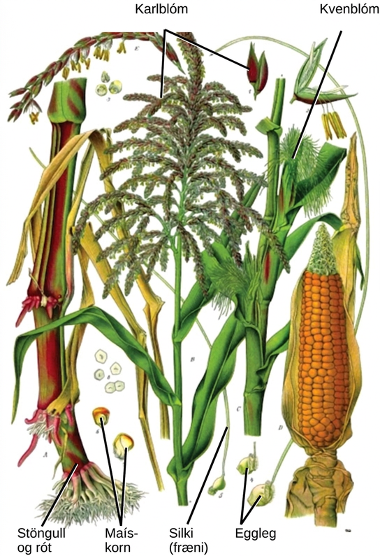 Illustration shows parts of a corn plant. Staminate flowers are tiny flowers that cluster in strands to form the tassel at the top of the plant. Pollen grains are small, teardrop-shaped structures. Carpellate flowers are clustered in the immature ear, which is covered by leaves. Silk protrudes from the tops of the leaves covering the flower. In the mature ear, the kernels form where the carpellate flowers were located.