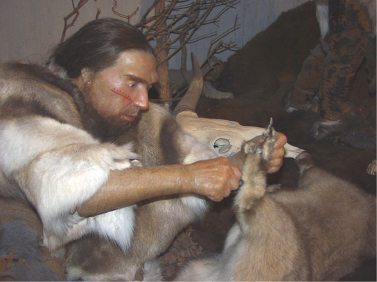 Teikning sýnir neanderdalsmann í feldklæðum skera húð með steinverkfæri.