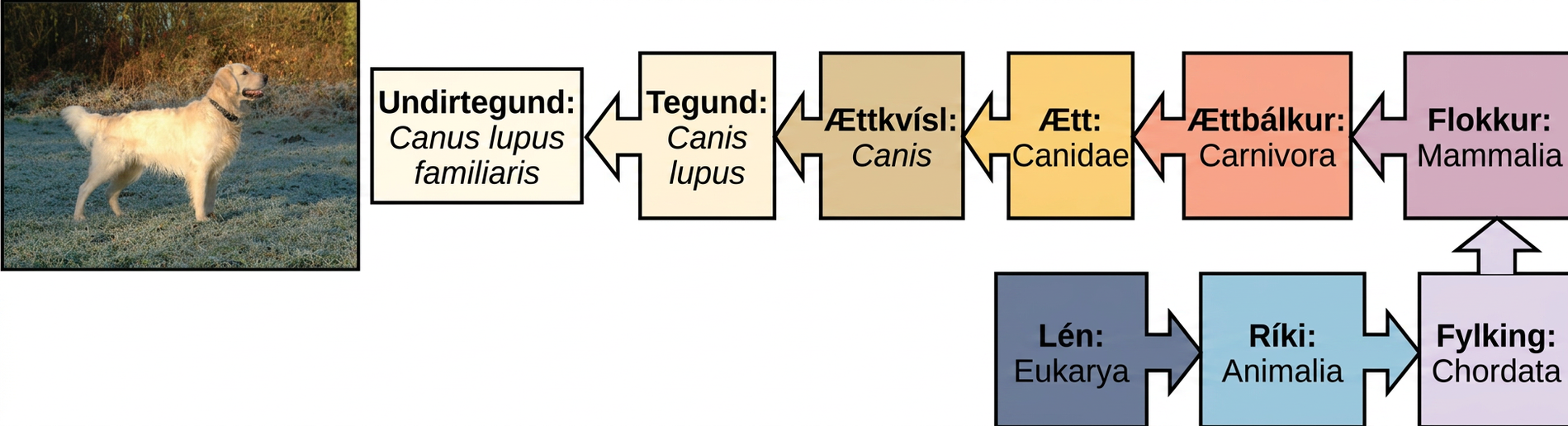 The illustration shows the classification of a dog, which belongs in the domain Eukarya, kingdom Animalia, phylum Chordata, class Mammalia, order Carnivora, family Canidae, genus Canis, species Canis lupus, and the subspecies is Canis lupus familiaris.
