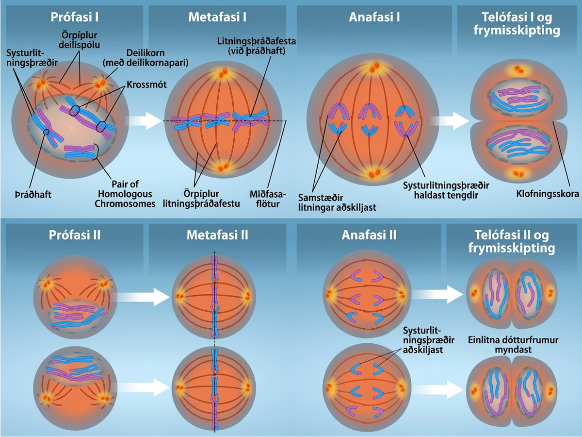 This illustration compares chromosome alignment in meiosis I and meiosis II. In prophase 1, homologous pairs of chromosomes are held together by chiasmata. In metaphase 1, homologous chromosome pairs line up at the metaphase plate. In anaphase 1, the homologous pair separates and the connections at the chiasmata are broken, but the sister chromatids remain attached at the centromere. In Telophase 1, a cleavage furrow forms. In prophase 2, the sister chromatids are held together at the centromere. In metaphase 2, single chromosomes (not pairs) line up at the cell's midpoint. In anaphase 2, the centromere connections are broken and the sister chromatids separate. In telophase 2 the haploid daughter cells are forming.