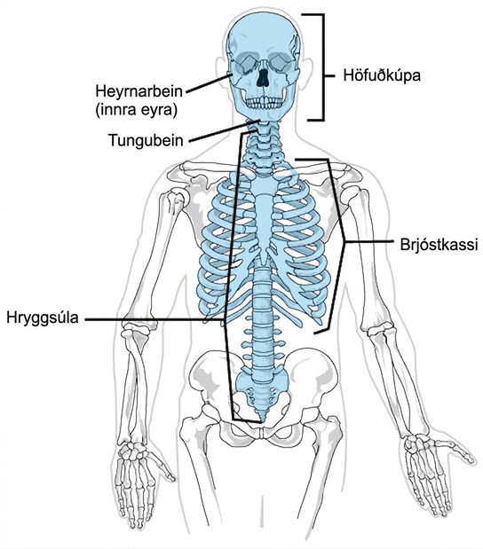 On a human skeleton, the parts of the axial skeleton are highlighted, and include the skull, ossicles, or inner ear, the hyoid bone just below the jaw, the spinal or vertebral column, and the ribcage.