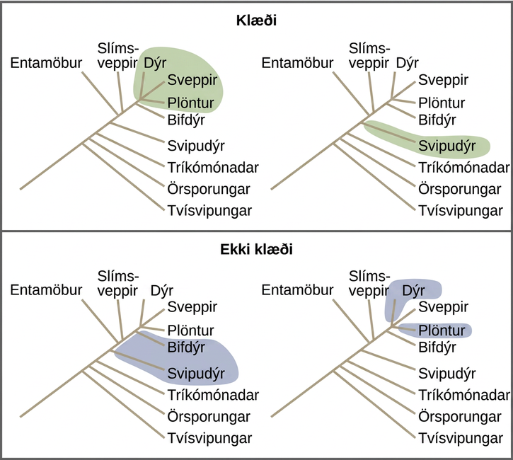 Illustrations show a phylogenetic tree that includes eukaryotic species. A central line represents the trunk of the tree. From this trunk, various groups branch. In order from the bottom, these are diplomonads, microsporidia, trichomonads, flagellates, entamoebae, slime molds, and ciliates. At the top of the tree, animals, fungi and plants all branch from the same point and are shaded to show that they belong in the same clade. Flagellates are on a branch by themselves, and they also form their own clade and are shaded to show this. In another image, Flagellates and ciliates are shaded to show that they branch from different points on the tree and are not considered clades. Likewise, a grouping of animals and plants but not fungi would not be considered a clade. A clade cannot exclude a branch originating at the same point as the others.