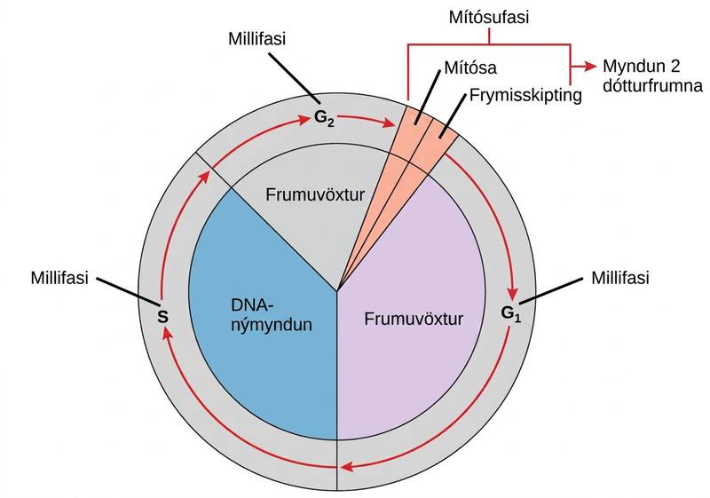 Like a clock, the cell cycles from interphase to the mitotic phase and back to interphase. Most of the cell cycle is spent in interphase, which is subdivided into G subscript 1 baseline, S, and G subscript 2 baseline phases. Cell growth occurs during G subscript 1 baseline, D N A synthesis occurs during S, and more growth occurs during G subscript 2 baseline. The mitotic phase consists of mitosis, in which the nuclear chromatin is divided, and cytokinesis, in which the cytoplasm is divided, resulting in two daughter cells.