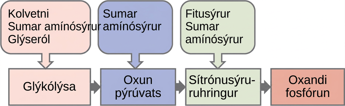 This illustration shows that glycogen, fats, and proteins can be catabolized via aerobic respiration. Glycogen is broken down into glucose, which feeds into glycolysis at the start. Fats are broken down into glycerol, which is processed by glycolysis, and fatty acids are converted into acetyl CoA. Proteins are broken down into amino acids, which are processed at various stages of aerobic respiration, including glycolysis, acetyl CoA formation, and the citric acid cycle.
