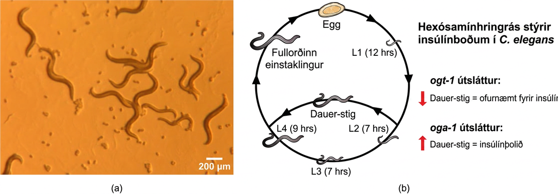 Photo (a) shows transparent worm about a millimeter in length. Illustration (b) shows the life cycle of C. elegans, which begins when the egg hatches, releasing a L1 juvenile. After 12 hours the L1 juvenile transforms into an L2 juvenile. After 7 hours the L2 juvenile transforms into an L3 juvenile. After another 7 hours the L3 juvenile transforms into an L4 juvenile. After 9 hours the L4 juvenile transforms into an adult. The hermaphroditic adult mates with another adult to produce fertilized eggs which hatch, completing the cycle.
