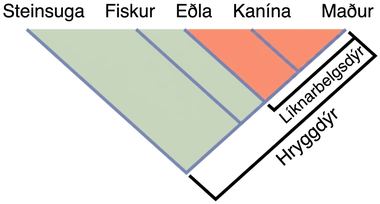 The illustration shows the V-shaped Vertebrata clade, which includes lampreys, fish, lizards, rabbits, and humans. Lampreys are at the left tip of the V, and humans are at the right tip. Three more lines are drawn parallel to the lamprey line; each of these lines starts further up the right arm of the V than the last. At the end of each line, from left to right, are fish, lizards, and rabbits. Lizards, rabbits, and humans are in the clade Amniota, which form a small V nested in the upper right-hand corner of the V-shaped Vertebrata clade.