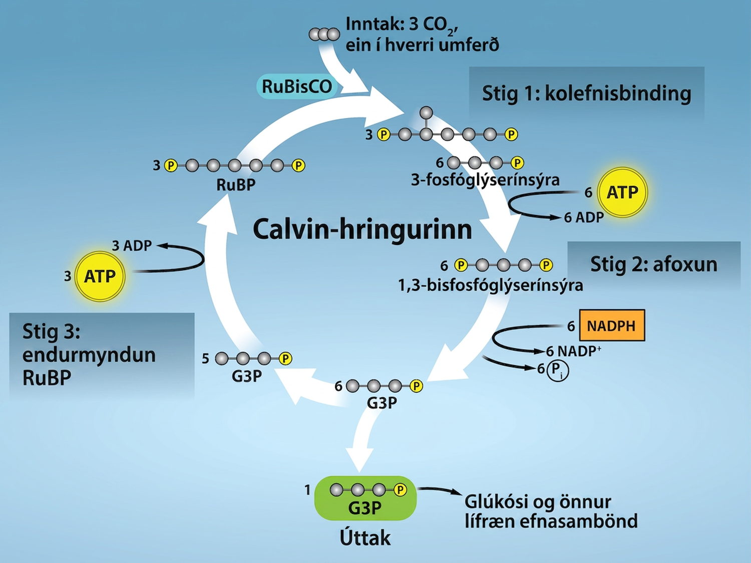 A diagram of the Calvin cycle is shown with its three stages: carbon fixation, 3 dash phosphoglycerate (3 dash P G A) reduction, and regeneration of upper case R lower case u upper case B upper case P. In stage 1, the enzyme upper R lower u upper B lower i lower s upper C upper O adds a carbon dioxide to the five-carbon molecule upper R lower u upper B upper P, producing two three-carbon 3 dash P G A molecules. In stage 2, two N A D P H and two A T P are used to reduce 3 dash P G A to G 3 P. In stage 3 upper R lower u upper B upper P is regenerated from G 3 P. One A T P is used in the process. Three complete cycles produces one new G 3 P, which is shunted out of the cycle and made into glucose, whose molecular formula is upper C subscript 6 baseline upper H subscript 12 baseline upper O subscript 6 baseline.