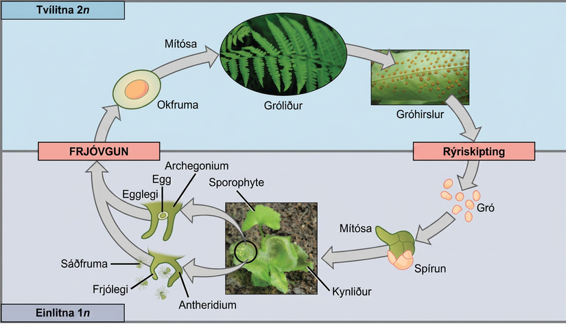 The fern life cycle begins with a diploid (2n) sporophyte, which is the fern plant. Sporangia are found on the bottom of the leaves. Sporangia undergo meiosis to form haploid (1n) spores. The spores germinate and grow into a haploid (1n) green gametophyte that resembles lettuce. The gametophyte contains antheridia that produce sperm, and archegonia that produce eggs. Inside the archegonium the sperm fertilizes the egg, forming a diploid (2n) zygote. The zygote undergoes mitosis to form a diploid (2n) sporophyte, ending the cycle.