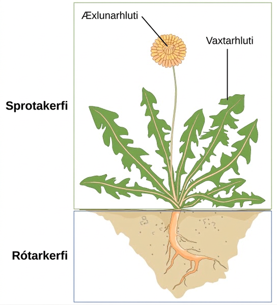 Illustration shows a dandelion plant. The shoot system consists of leaves and a flower on a stem. The flower is labeled as reproductive; the leaves are labeled as vegetative. The root system consists of a single, thick root that branches into smaller roots.