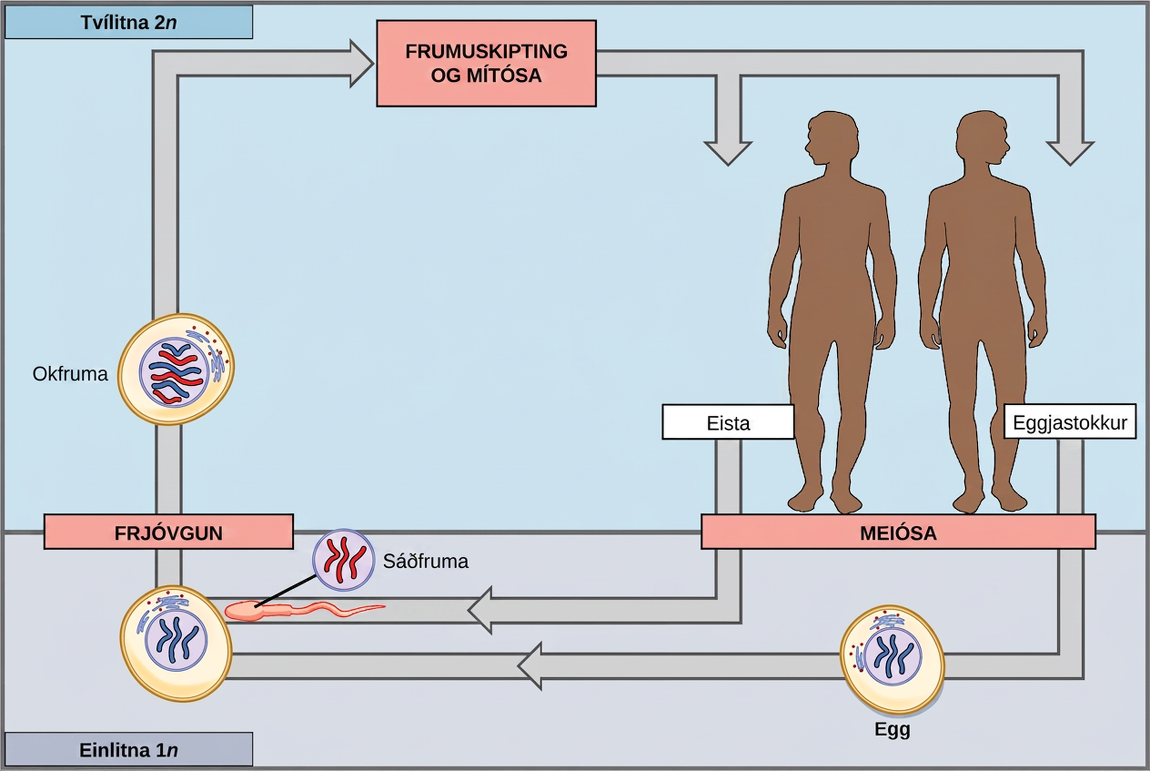 This illustration shows the life cycle of animals. Through meiosis, adult males produce haploid (1n) sperm, and adult females produce haploid eggs. Upon fertilization, a diploid (2n) zygote forms, which, through mitosis and cell division, grows into an adult.