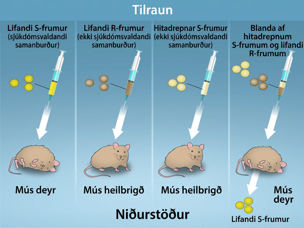 Four scenarios in an experiment are shown. In the first, living S cells are injected, and the mouse dies. In the second, living R cells are injected, and the mouse is healthy. In the third, heat-killed S cells are injected, and the mouse is healthy. In the fourth, mixture of heat-killed S cells and Living R cells are injected, and the mouse dies and living S cells are recovered.
