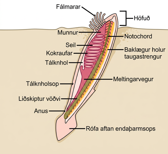 The illustration shows a lancelet with a head protruding from the sand, and the rest of the body buried. On the head, tentacles surround the mouth. The mouth leads to a digestive tract. The anus is just before the post anal tail. The pharyngeal slits are next to the atrium, which empties into the atriopore. The body has segmented muscles running along it from top to bottom.