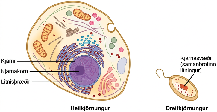 Illustration shows a eukaryotic cell, which has a membrane-bound nucleus containing chromatin and a nucleolus, and a prokaryotic cell, which has DNA contained in an area of the cytoplasm called the nucleoid. The prokaryotic cell is much smaller than the eukaryotic cell.