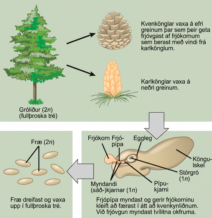 The conifer life cycle begins with a mature tree, which is called a sporophyte and is diploid 2 n. The tree produces male cones in the lower branches, and female cones in the upper branches. The male cones produce pollen grains that contain two generative sperm nuclei and a tube nucleus. When the pollen lands on a female scale, a pollen tube grows toward the female gametophyte, which consists of an ovule containing the megaspore. Sperm nuclei migrates towards the female gametophyte through the pollen tube. Upon fertilization, a diploid zygote forms. The resulting seeds are dispersed, and grow into a mature tree, ending the cycle.