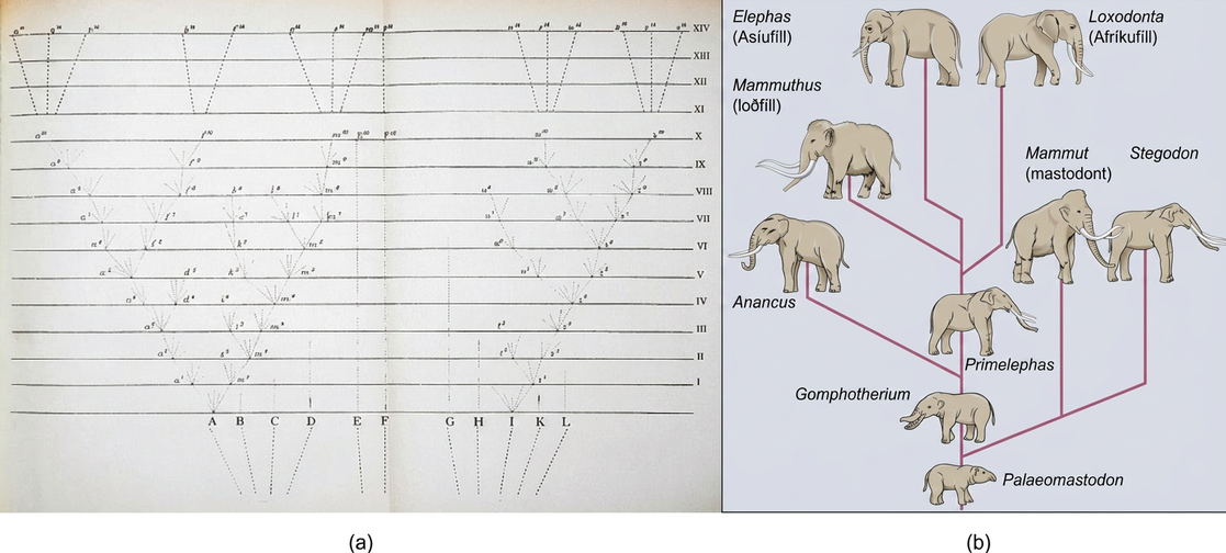 Image (a) shows a sketch of lines branching into a tree shape. At the bottom are 11 vertical lines labeled A through L. These then are branched out as they move up across the page through fourteen rows labeled with Roman numerals. Some branches make a straight line from the bottom row to the top row, others keep branching out further at each row, and some are straight partway through the rows until they connect to an existing branch or form no connection and instead stop. The top four rows contain lines branching out from 6 locations on row 11 to 15 individual final designations on row 14. Illustration B shows the evolution of modern African and Asian elephants from a common ancestor, the Palaeomastodon. The Palaeomastodon was similar to modern elephants; however, it was smaller and had a long nose instead of a trunk. Side branches of the elephant evolutionary tree gave rise to mastodons and mammoths. The mammoth is more closely related to modern elephants than the mastodon.