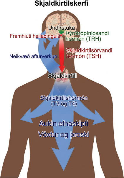 The hypothalamus secretes thyrotropin-releasing hormone, which causes the anterior pituitary gland to secrete thyroid-stimulating hormone, or T S H. Thyroid-stimulating hormone causes the thyroid gland to secrete the thyroid hormones T 3 and T 4, which increase metabolism, resulting in growth and development. In a negative feedback loop, T 3 and T 4 inhibit hormone secretion by the hypothalamus and pituitary, terminating the signal.