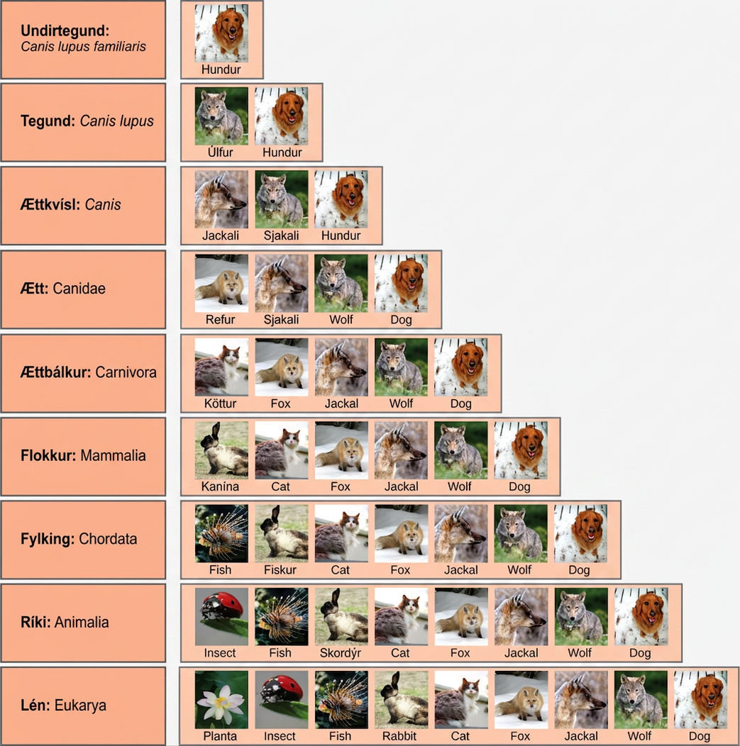Illustration shows the taxonomic groups shared by various species. All of the organisms shown are in the domain Eukarya: plants, insects, fish, rabbits, cats, foxes, jackals wolves, and dogs. Of these, insects, fish, rabbits, cats, foxes, jackals, wolves and dogs are in the kingdom Animalia. Within the kingdom Animalia, fish, rabbits, cats, foxes, jackals, wolves, and dogs are in the phylum Chordata. Rabbits, cats, foxes, jackals, wolves, and dogs are in the class Mammalia. Cats, foxes, jackals, wolves, and dogs are in the order Carnivora. Foxes, jackals, wolves, and dogs are in the family Canidae. Jackals, wolves and dogs are in the genus Canis. Wolves and Dogs have the species name Canis lupus. Dogs have the subspecies name Canis lupus familiaris.