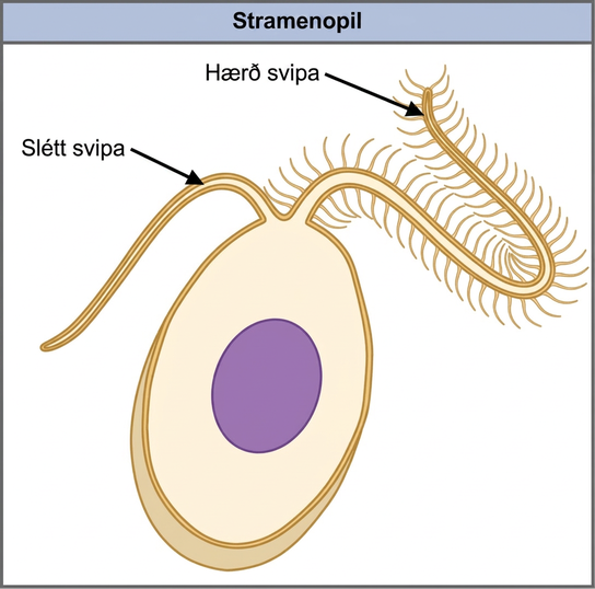 The illustration shows an egg-shaped stramenopile cell. Protruding from the narrow end of the cell is one hairless flagellum and one hairy flagellum.