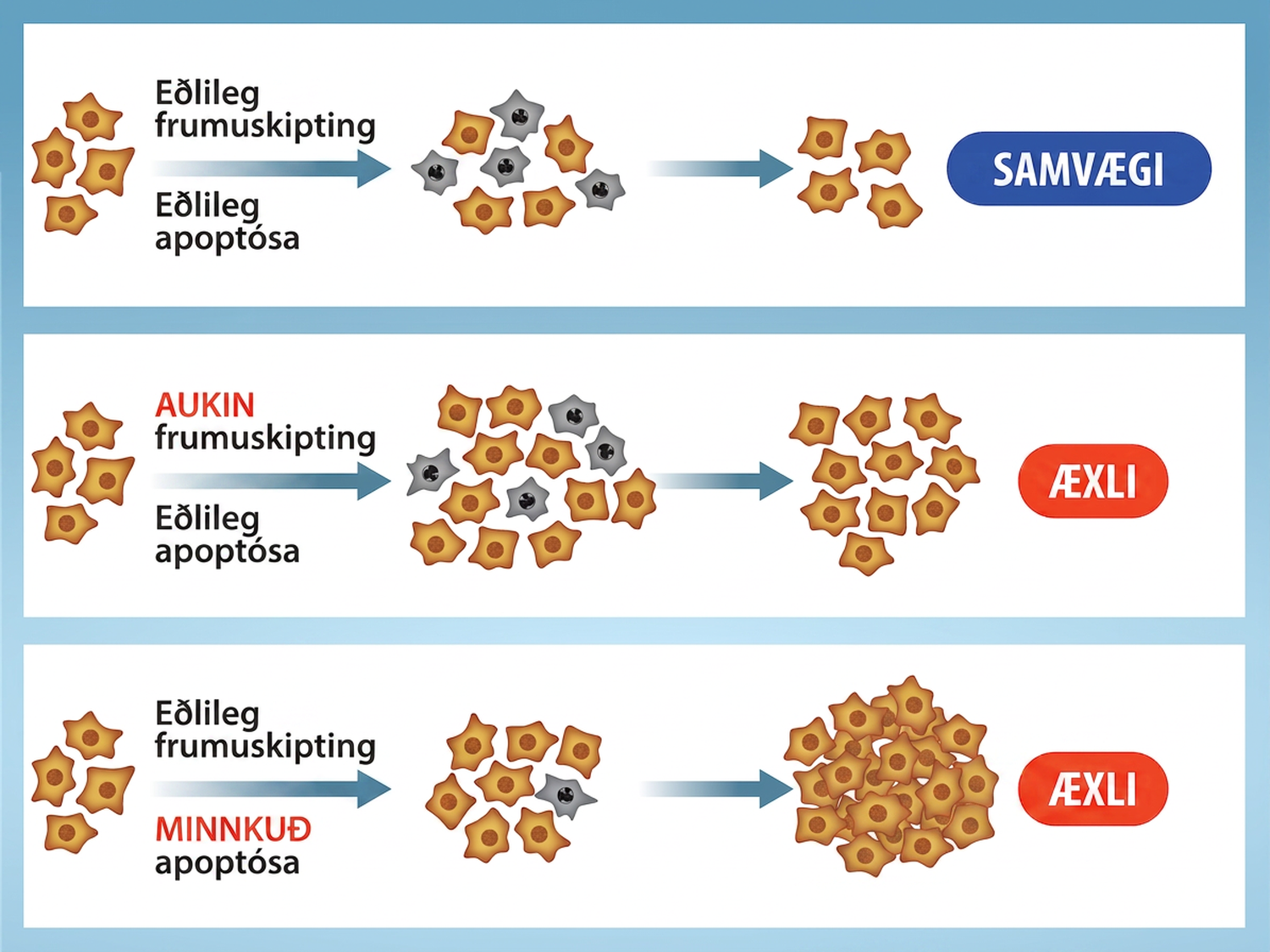 Three situations are shown. In the first, normal cell division and normal apoptosis creates a balance between the number of new cells and the number of cell deaths, resulting in a stable number of cells and homeostasis. In the second, increased cell division and normal apoptosis results in an increased number of cells and a tumor. In the third, normal cell division and decreased apoptosis results in an increased number of cells and a tumor.
