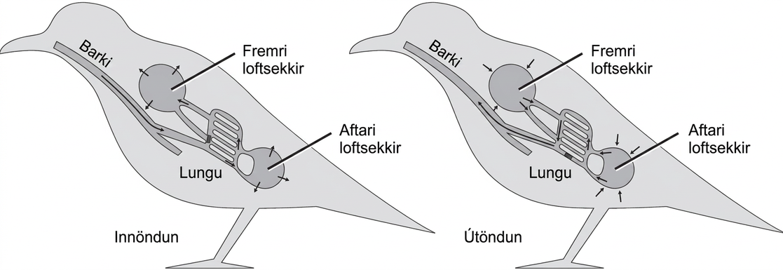 The illustration shows the direction of airflow in both inhalation and exhalation in birds. During inhalation, air passes from the beak down the trachea to the posterior air sac located behind the lungs. From the posterior air sac, air enters the lungs, and the anterior air sac in front of the lungs. Air from both air sacs also enters hollows in bones. During exhalation air from hollows in the bones enters the air sacs, then the lungs, then the trachea, where it exits through the beak.