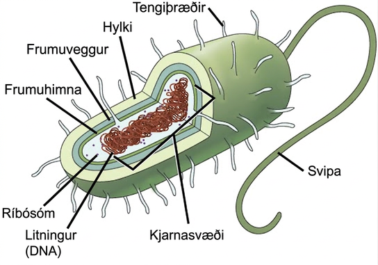 In this illustration, the prokaryotic cell has an oval shape. The circular chromosome is concentrated in a region called the nucleoid. The fluid inside the cell is called the cytoplasm. Ribosomes, depicted as small circles, float in the cytoplasm. The cytoplasm is encased by a plasma membrane, which in turn is encased by a cell wall. A capsule surrounds the cell wall. The bacterium depicted has a flagellum protruding from one narrow end. Pili are small protrusions that project from the capsule in all directions.