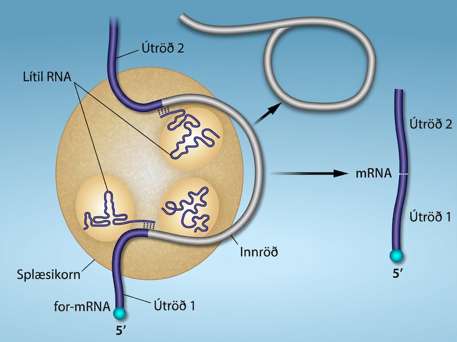 Illustration shows a spliceosome bound to m R N A. An intron is wrapped around small R N As associated with the spliceosome. When the splice is complete, the exons on either side of the intron are fused together, and the intron forms a ring structure.