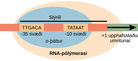 Illustration shows the sigma subunit of R N A polymerase bound to two consensus sequences that are 10 and 35 bases upstream of the transcription start site. R N A polymerase is bound to sigma.