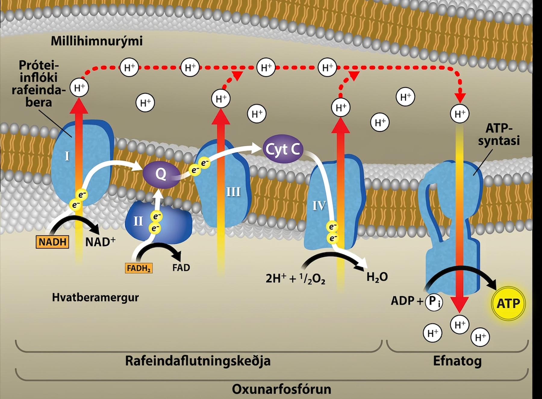 This illustration shows the electron transport chain, the A T P synthase enzyme embedded in the inner mitochondrial membrane, and chemiosmosis occurring in the mitochondrial matrix. The electron transport chain oxidizes substrates and, in the process, pumps protons into the intermembrane space. A T P synthase allows protons to leak back into the matrix and synthesizes A T P in chemiosmosis.