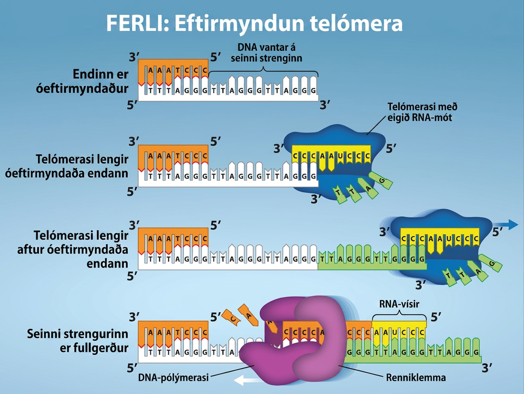 The process of Telomere Replication is shown. The starting image has an unreplicated end, and is missing DNA on the lagging strang. Telomerase has an associated R N A that complements the 5 prime overhang at the end of the chromosome, creating an extension of the unreplicated end. The R N A template is used to synthesize the complementary strand, and telomerase again extends the unreplicated end. Telomerase then shifts, and the process is repeated. Next, primase and D N A polymerase synthesize the rest of the complementary strand. And the lagging strand is completed.