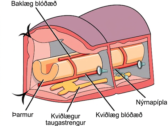 The illustration shows a cross-section of an annelid. The body is divided into segmented compartments. A U-shaped intestine runs through the middle of the compartments, and two ventral nerve cords run along the bottom. In each segment, the nerve cords are connected to each other. A dorsal blood vessel sits on top of the intestine, and a ventral blood vessel rests beneath it. Other vessels connect the dorsal and ventral vessels together. The nephridium is connected to the barrier separating the compartments, and consists of a long coil connected to a trumpet-like bell.
