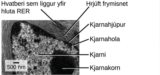 In this transmission electron micrograph, the nucleus is the most prominent feature. The nucleolus is a circular, dark region inside the nucleus. A nuclear pore can be seen in the nuclear envelope that surrounds the nucleus. The rough endoplasmic reticulum surrounds the nucleus, appearing as many layers of membranes. A mitochondrion sits between the layers of the E R membrane.