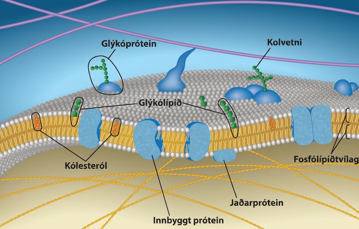This illustration shows a phospholipid bilayer with proteins and cholesterol embedded in it. Integral membrane proteins span the entire membrane. Protein channels are integral membrane proteins with a central pore through which molecules can pass. Peripheral proteins are associated with the phospholipid head groups on one side of the membrane only. A glycoprotein is shown with the protein portion of the molecule embedded in the membrane and the carbohydrate portion jutting out from the membrane. A glycolipid is also shown with the lipid portion embedded in the membrane and the carbohydrate portion jutting out of the membrane.