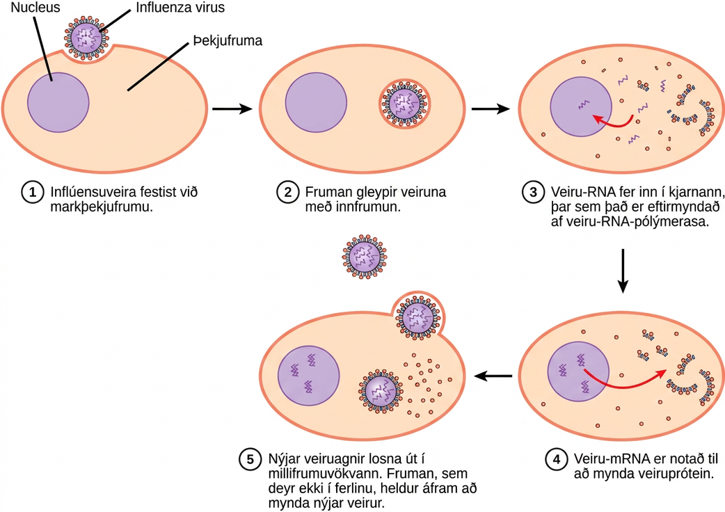 The illustration shows the steps of an influenza virus infection. In step 1, influenza virus becomes attached to a target epithelial cell. In step 2, the cell engulfs the virus by endocytosis, and the virus becomes encased in the cell's plasma membrane. In step 3, the membrane dissolves, and the viral contents are released into the cytoplasm. Viral m R N A enters the nucleus, where it is replicated by viral R N A polymerase. In step 4, viral m R N A exits to the cytoplasm, where it is used to make viral proteins. In step 5, new viral particles are released into the extracellular fluid. The cell, which is not killed in the process, continues to make new virus.