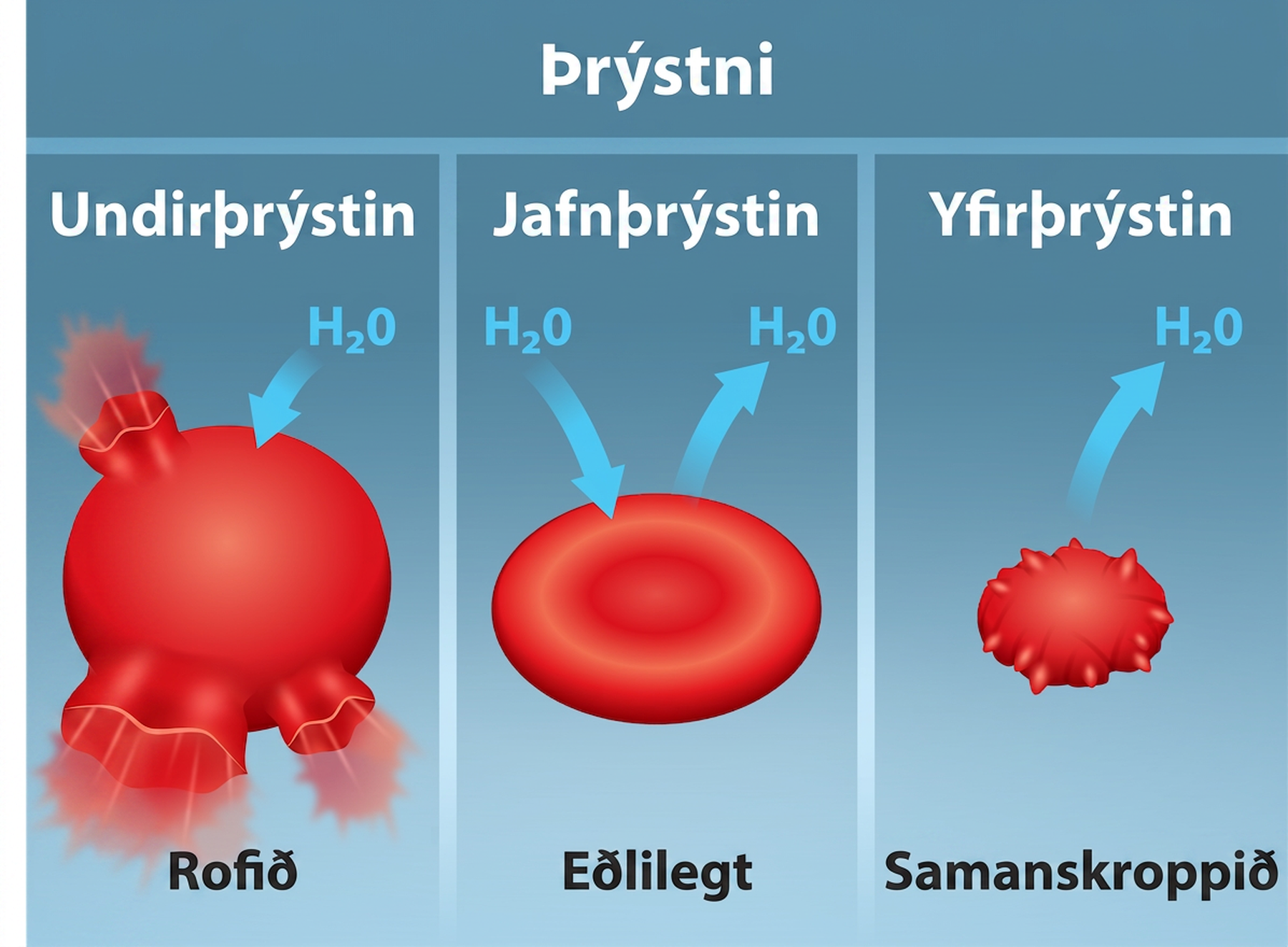 The left part shows bloated red blood cells, lysed, bathed in a hypotonic solution. The middle part shows healthy red blood cells bathed in an isotonic solution, and the right part of this illustration shows shriveled red blood cells bathed in a hypertonic solution.