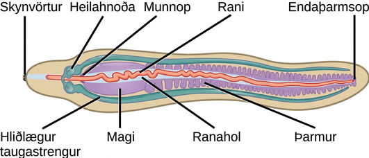 The illustration shows worm-shaped animal with fringe-like sensory papillae at one end. The mouth, which is part way down the body, leads to a stomach and intestine, then empties into an anus at the far end. The cerebral ganglia are located above the mouth. Lateral nerve cords run down either side of the animal from the central ganglia. The proboscis is a long, thin structure inside a cavity called the rhynchocoel.
