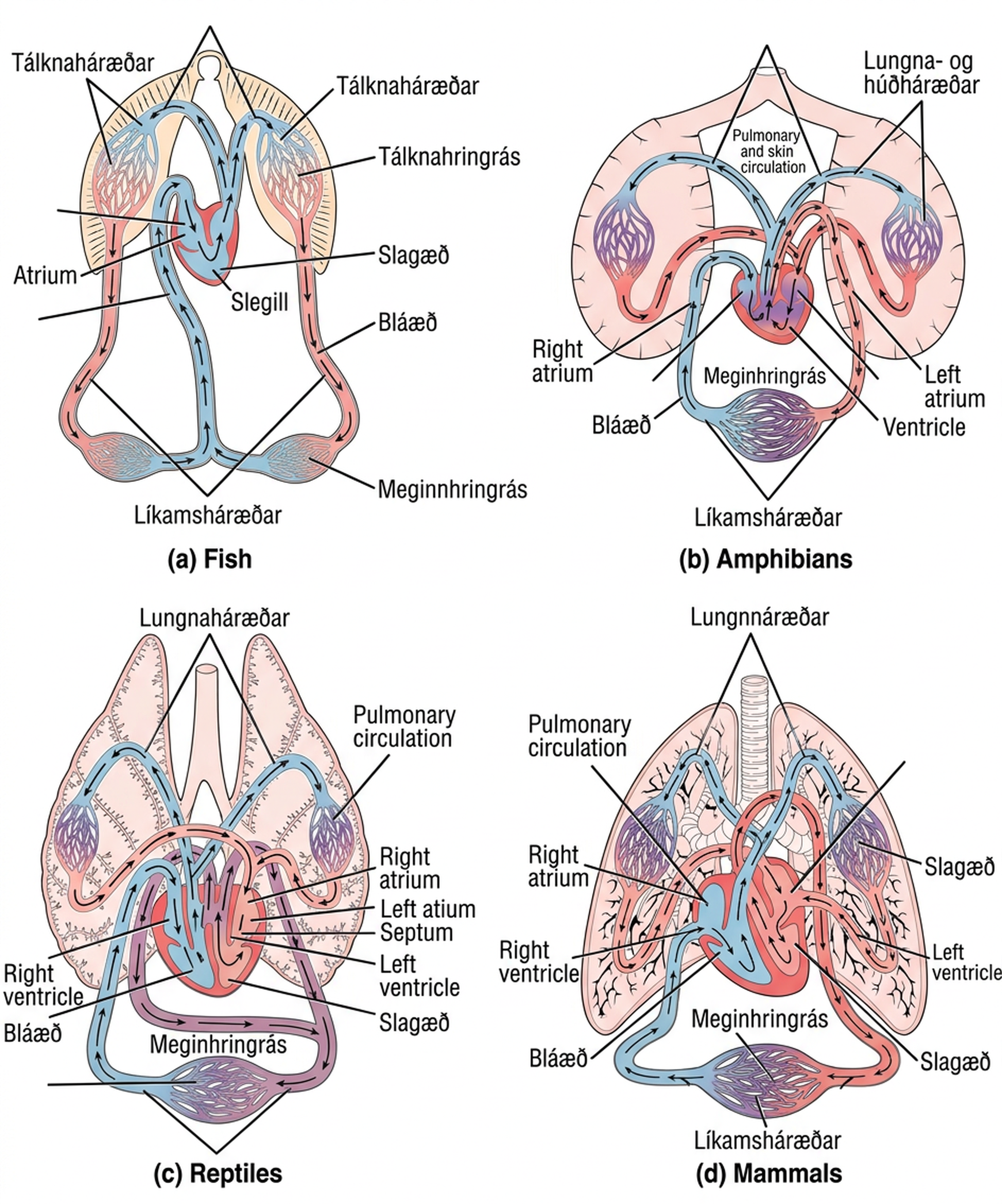 Illustration A shows the circulatory system of fish, which have a two-chambered heart with one atrium and one ventricle. Blood in systemic circulation flows from the body into the atrium, then into the ventricle. Blood exiting the heart enters gill circulation, where gases are exchanged by gill capillaries. From the gills blood re-enters systemic circulation, where gases in the body are exchanged by body capillaries. Illustration B shows the circulatory system of amphibians, which have a three-chambered heart with two atriums and one ventricle. Blood in systemic circulation enters the heart, flows into the right atrium, then into the ventricle. Blood leaving the ventricle enters pulmonary and skin circulation. Capillaries in the lung and skin exchange gases, oxygenating the blood. From the lungs and skin blood re-enters the heart through the left atrium. Blood flows into the ventricle, where it mixes with blood from systemic circulation. Blood leaves the ventricle and enters systemic circulation. Illustration C shows the circulatory system of reptiles, which have a three-chambered heart. While the right and left atrium are completely separated, there is only a partial septum separating the ventricles, and thus there is some mixing of blood between these chambers. Blood from systemic circulation enters the right atrium, then flows from the right ventricle and enters pulmonary circulation, where blood is oxygenated in the lungs. From the lungs blood travels back into the heart through the left atrium. Because the left and right atrium are not separated, some mixing of oxygenated and deoxygenated blood occurs. Blood is pumped into the left ventricle, then into the body. Illustration D shows the circulatory system of mammals, which have a four-chambered heart. Circulation is similar to that of reptiles, but the four chambers are completely separate from one another, which improves efficiency.