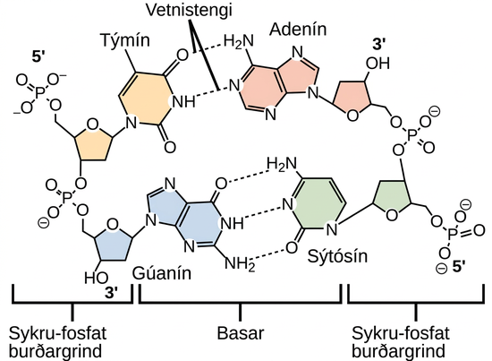 Molecular models show hydrogen bonding between thymine and adenine, and between cytosine and guanine. These four DNA bases are organic molecules containing carbon, nitrogen, oxygen, and hydrogen in complex ring structures. Hydrogen bonds between the bases hold them together.
